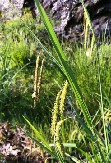 image of Carex gynandra, Mountain Fringed Sedge, Nodding Sedge