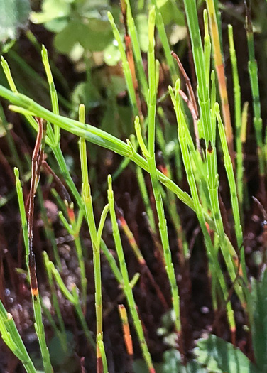 Pineweed