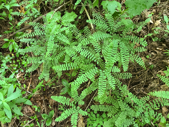 image of Adiantum pedatum, Northern Maidenhair Fern