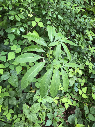 image of Arisaema dracontium, Green Dragon