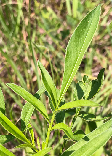 image of Coreopsis sp. [Glassy Mtn HP], a puzzling Coreopsis [Glassy Mtn HP]