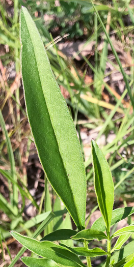 image of Coreopsis sp. [Glassy Mtn HP], a puzzling Coreopsis [Glassy Mtn HP]