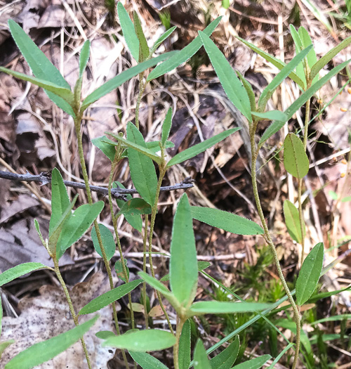 image of Croton willdenowii, Outcrop Rushfoil, Willdenow's Croton, Glade Rushfoil, Broadleaf Rushfoil