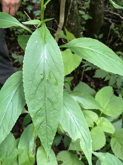 image of Campanulastrum americanum, Tall Bellflower