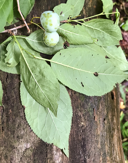 image of Prunus americana, American Wild Plum, Wild Plum