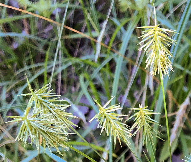 image of Cyperus retrofractus, Rough Flatsedge