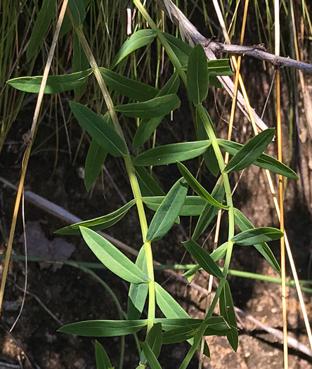 image of Hypericum virgatum, Strict St. Johnswort, Sharpleaf St. Johnswort