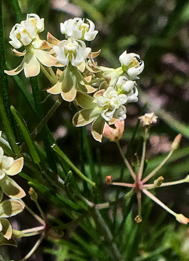 image of Asclepias verticillata, Whorled Milkweed, Narrowleaf Milkweed