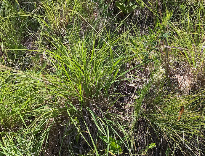 image of Asclepias verticillata, Whorled Milkweed, Narrowleaf Milkweed