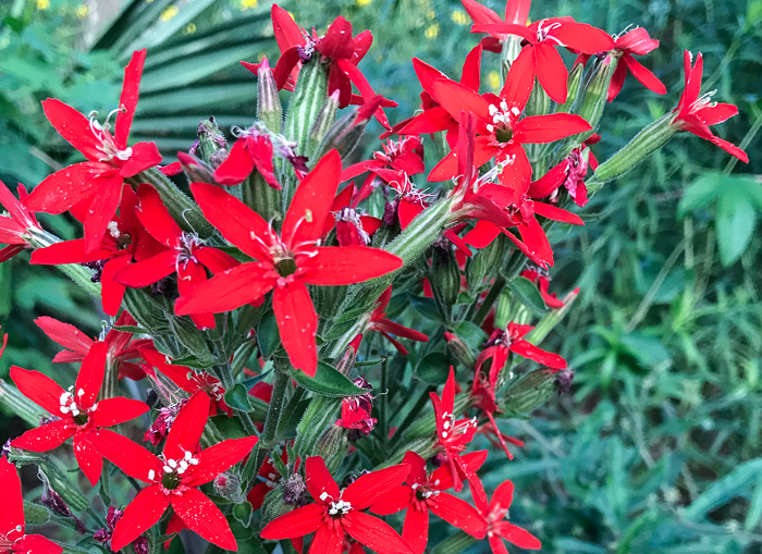 image of Silene regia, Royal Catchfly