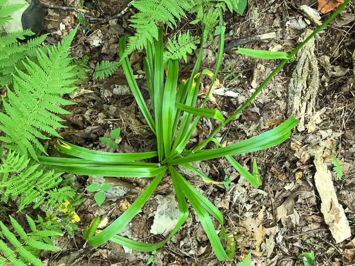 image of Amianthium muscitoxicum, Fly-poison