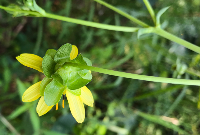 image of Silphium reniforme, Ragged Rosinweed, Kidneyleaf Rosinweed