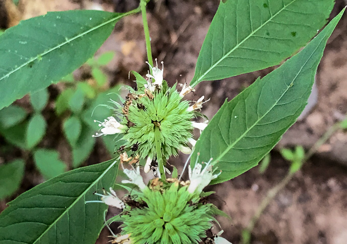 image of Pycnanthemum montanum, Appalachian Mountain-mint, Thinleaf Mountain-mint