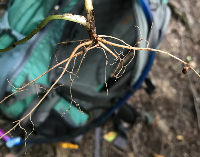 image of Sanicula canadensis var. canadensis, Canada Sanicle, Black Snakeroot, Canadian Black-snakeroot