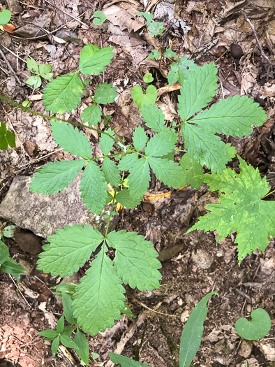 image of Agrimonia rostellata, Woodland Agrimony