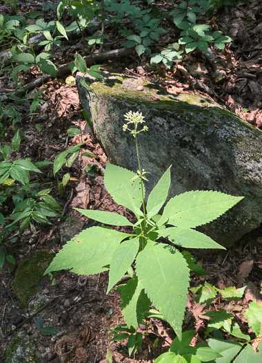 Eutrochium purpureum var. purpureum, Purple-node Joe-pye-weed, Sweet Joe-pye-weed