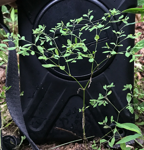 image of Paronychia canadensis, Forked Chickweed, Canada Whitlow-wort, Smooth Forked Nailwort