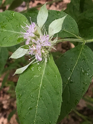 image of Pycnanthemum montanum, Appalachian Mountain-mint, Thinleaf Mountain-mint