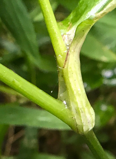 image of Commelina communis, Asiatic Dayflower, Common Dayflower