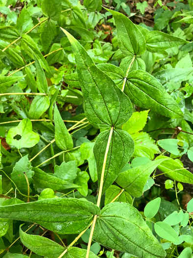 image of Helianthus divaricatus, Woodland Sunflower, Spreading Sunflower