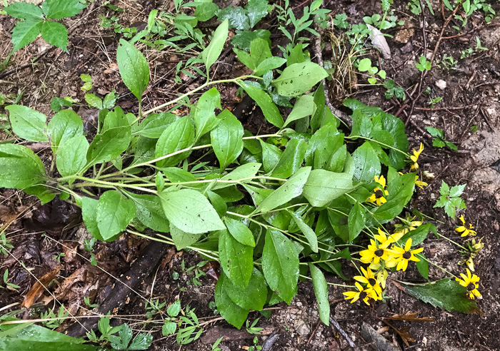 image of Rudbeckia hirta var. hirta, Woodland Black-eyed Susan