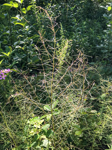 image of Agalinis tenuifolia, Common Gerardia, Slenderleaf Agalinis, Slender False Foxglove, Slender Gerardia