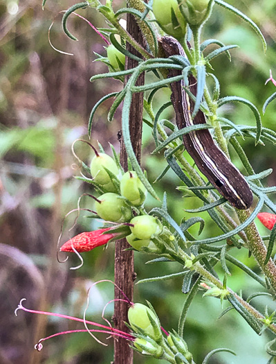 image of Ipomopsis rubra, Standing-cypress, Spanish-larkspur