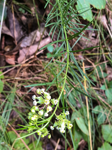 image of Asclepias verticillata, Whorled Milkweed, Narrowleaf Milkweed