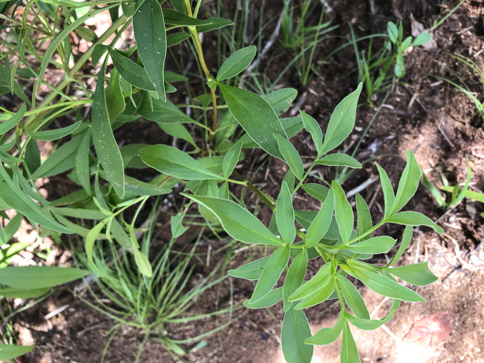 image of Coreopsis sp. [Glassy Mtn HP], a puzzling Coreopsis [Glassy Mtn HP]