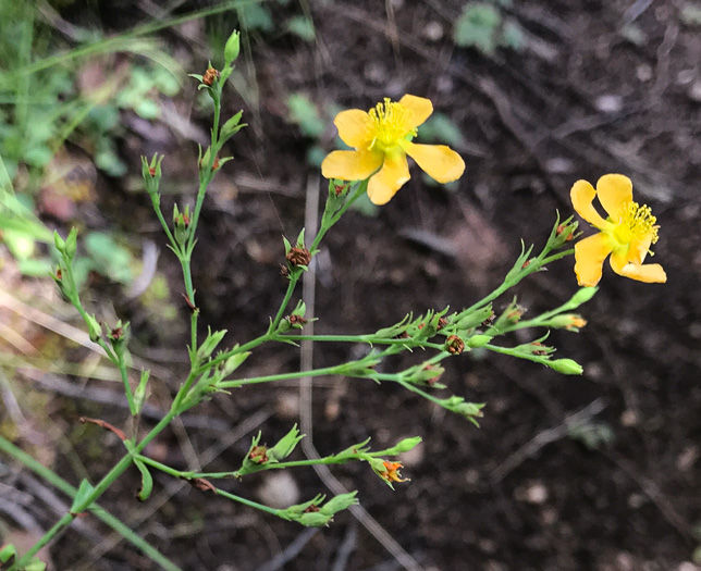 image of Hypericum virgatum, Strict St. Johnswort, Sharpleaf St. Johnswort