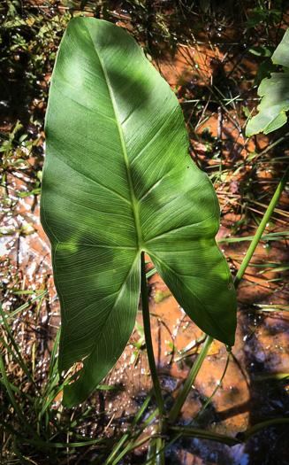 Peltandra virginica, Green Arrow-arum, Tuckahoe