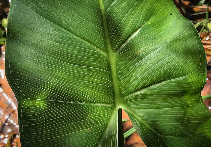 image of Peltandra virginica, Green Arrow-arum, Tuckahoe