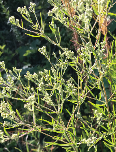 image of Eupatorium hyssopifolium, Hyssopleaf Boneset, Hyssopleaf Thoroughwort, Hyssopleaf Eupatorium