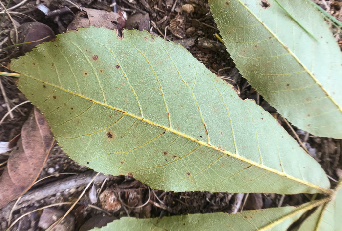 image of Carya pallida, Sand Hickory, Pale Hickory