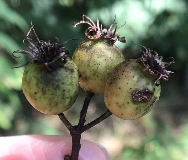 image of Crataegus aff. pinetorum, pineland hawthorn