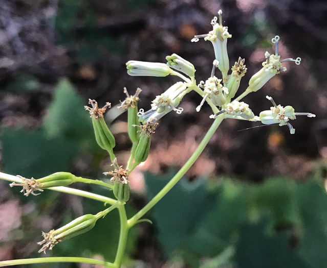 image of Arnoglossum atriplicifolium, Pale Indian-plantain