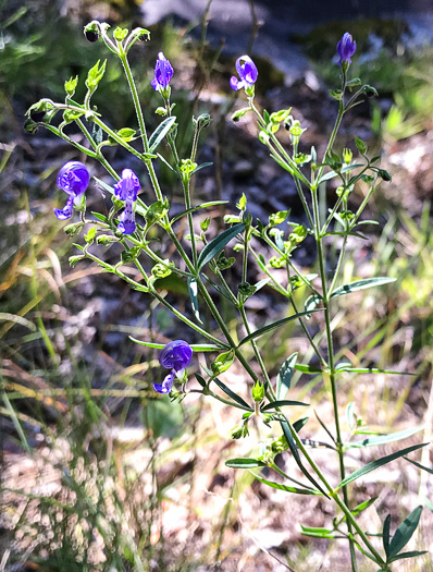 image of Trichostema setaceum, Narrowleaf Blue Curls