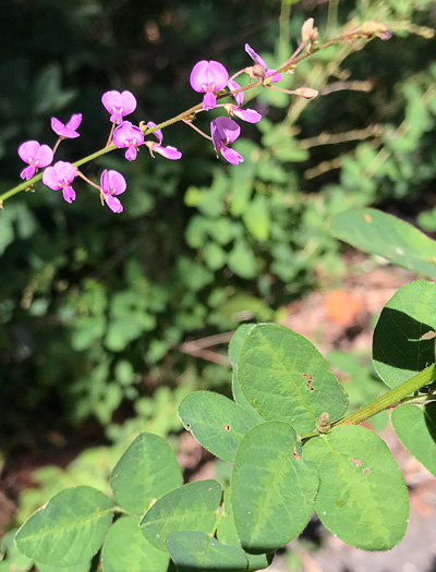 image of Desmodium ciliare, Hairy Small-leaf Tick-trefoil, Littleleaf Tick-trefoil