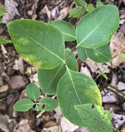 image of Lonicera flava, Yellow Honeysuckle