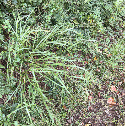 image of Coleataenia anceps ssp. anceps, Beaked Panicum, Beaked Panicgrass