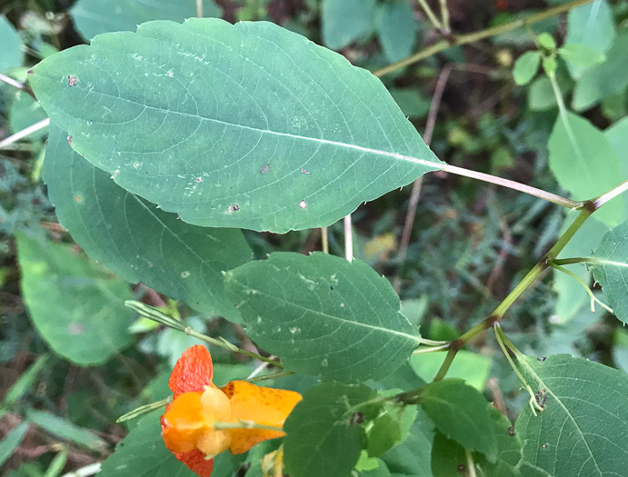 image of Impatiens capensis, Spotted Jewelweed, Spotted Touch-me-not, Orange Jewelweed, Orange Touch-me-not