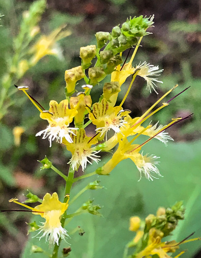 image of Collinsonia canadensis, Northern Horsebalm, Citronella, Canada Stoneroot, Canada Horsebalm