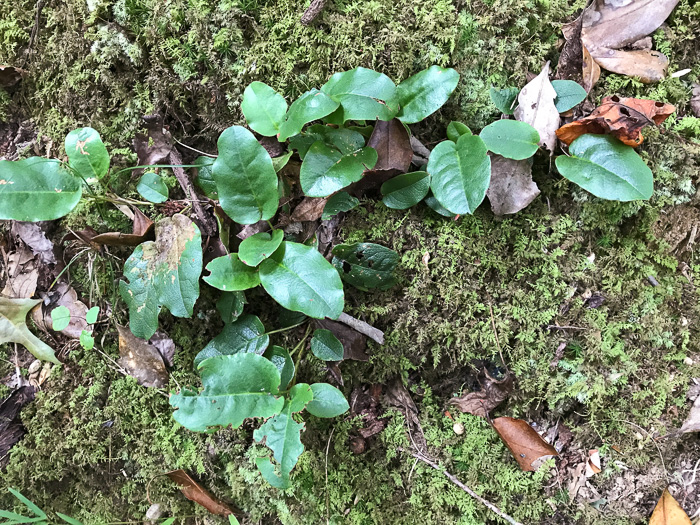 image of Epigaea repens, Trailing Arbutus, Mayflower