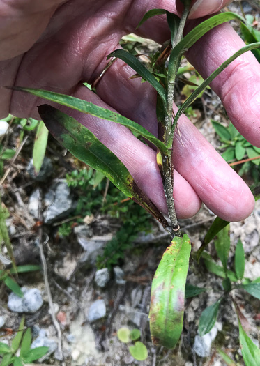 image of Eurybia surculosa, Creeping Aster, Michaux's Wood-Aster