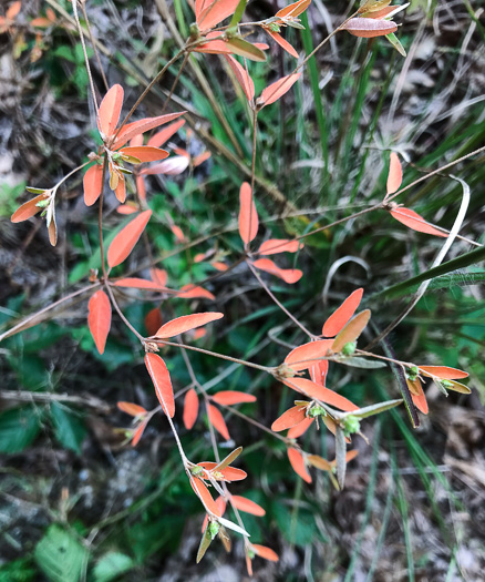 image of Croton willdenowii, Outcrop Rushfoil, Willdenow's Croton, Glade Rushfoil, Broadleaf Rushfoil