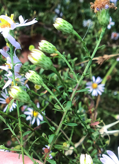 image of Symphyotrichum dumosum var. dumosum, Bushy Aster, Long-stalked Aster, Rice Button Aster