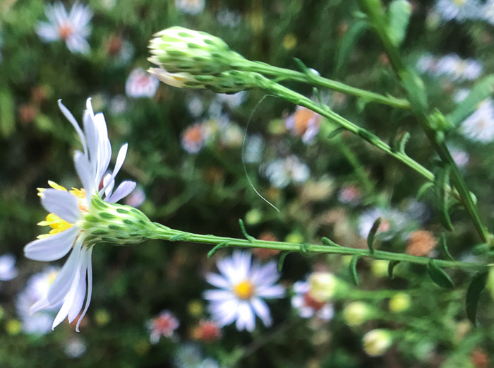 image of Symphyotrichum dumosum var. dumosum, Bushy Aster, Long-stalked Aster, Rice Button Aster