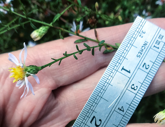 image of Symphyotrichum dumosum var. dumosum, Bushy Aster, Long-stalked Aster, Rice Button Aster