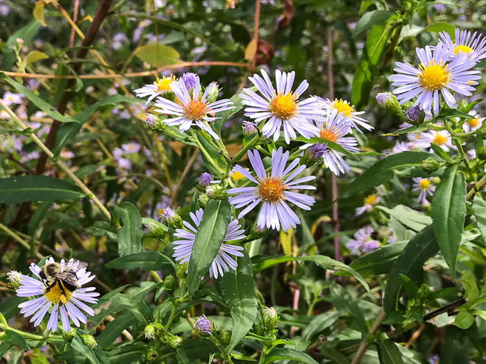 image of Symphyotrichum puniceum var. puniceum, Purplestem Aster, Swamp Aster