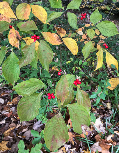 image of Benthamidia florida, Flowering Dogwood